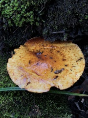Pholiota aurivella