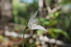 Codonorchis lessonii