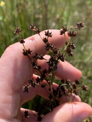 Juncus acutiflorus