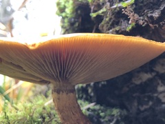 Pholiota aurivella