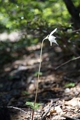 Codonorchis lessonii