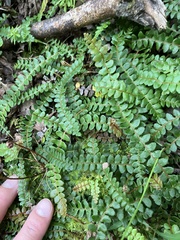 Blechnum penna-marina