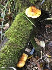 Pholiota aurivella
