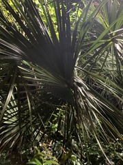 Coryphoideae
