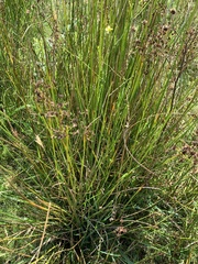 Juncus acutiflorus