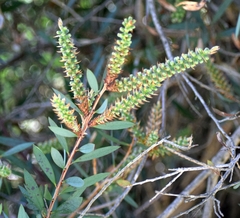 Melaleuca pallida