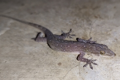 Hemidactylus garnotii