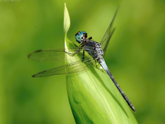 Cannaphila insularis