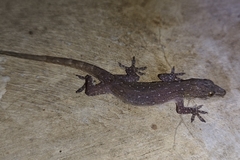 Hemidactylus garnotii