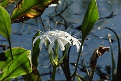 Crinum americanum