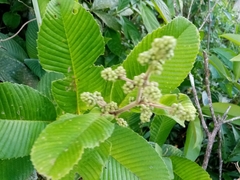 Davilla