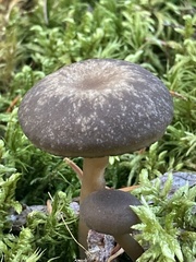 Clitocybe subditopoda