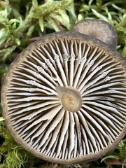 Clitocybe subditopoda