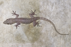 Hemidactylus garnotii