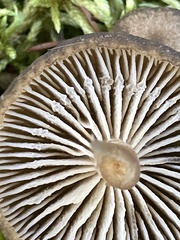 Clitocybe subditopoda