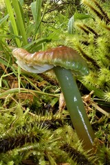 Gliophorus