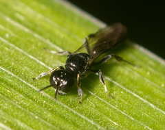 Crossocerus