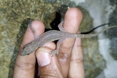 Hemidactylus garnotii