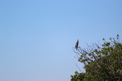 Nannopterum brasilianum