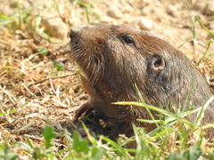 Cratogeomys merriami