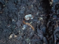 Lithobiomorpha