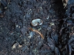 Lithobiomorpha