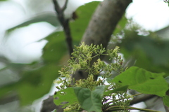 Heliocarpus