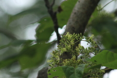Heliocarpus