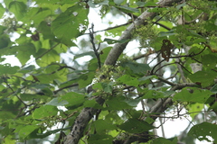 Heliocarpus