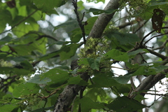 Heliocarpus