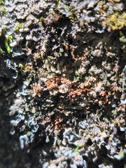 Erythricium aurantiacum