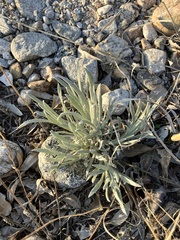 Pseudognaphalium beneolens