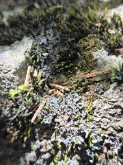 Erythricium aurantiacum