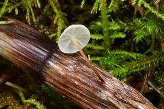 Marasmius epiphyllus