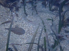 Aulostomus maculatus