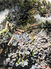 Erythricium aurantiacum