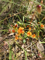 Bossiaea prostrata