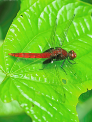 Erythemis mithroides