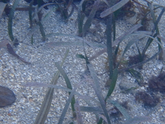 Aulostomus maculatus