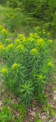 Euphorbia semivillosa