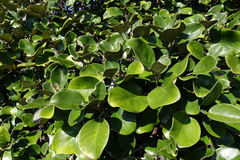 Brachyglottis rotundifolia