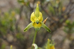 Chloraea galeata