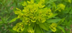 Euphorbia semivillosa