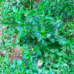 Croton bonplandianus