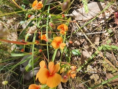Bossiaea prostrata