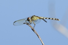 Erythrodiplax umbrata