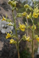 Chloraea galeata