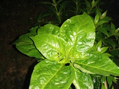 Capsicum annuum