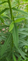 Euphorbia semivillosa