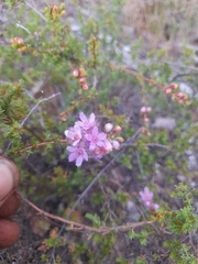 Verticordia plumosa